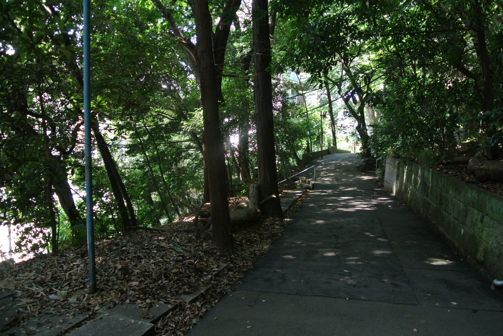 猫のいる道