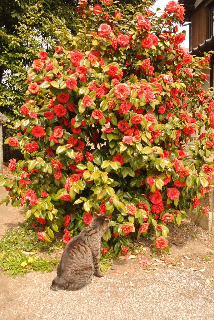 鷲宮神社にいる猫と椿