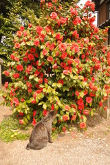 鷲宮神社にいる猫と椿