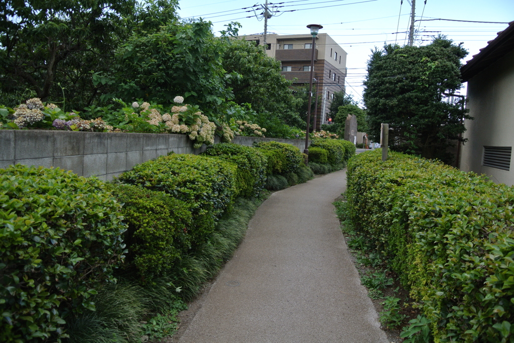 花の通学路