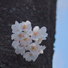 小花見