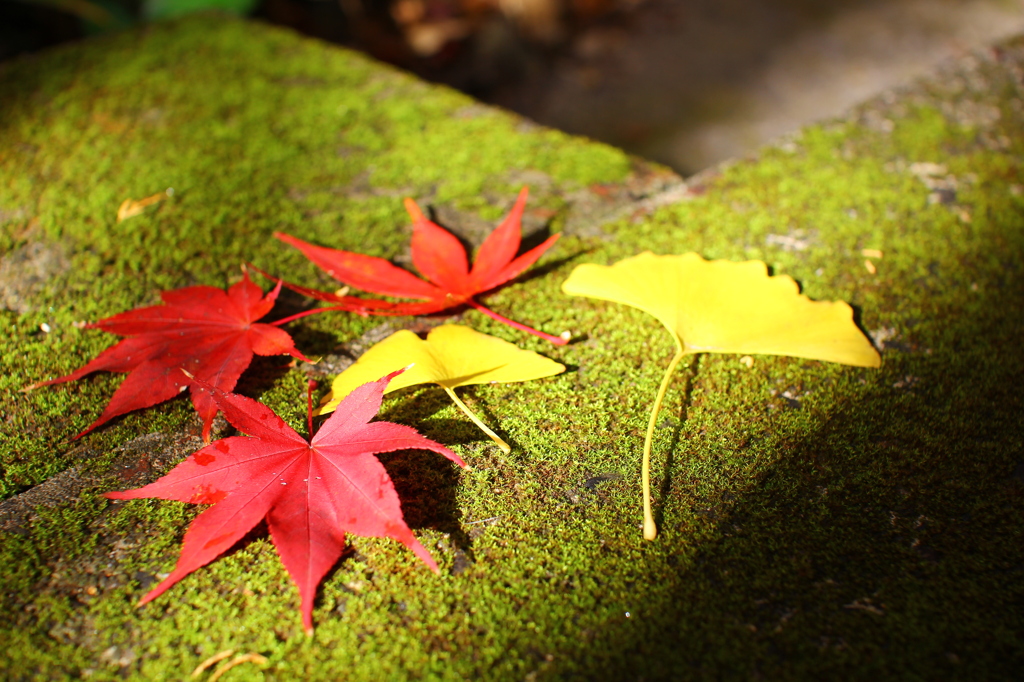 終演を迎える紅葉