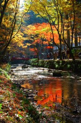 水面に紅葉