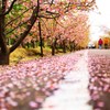 散った桜も主役級