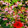 桜に椿