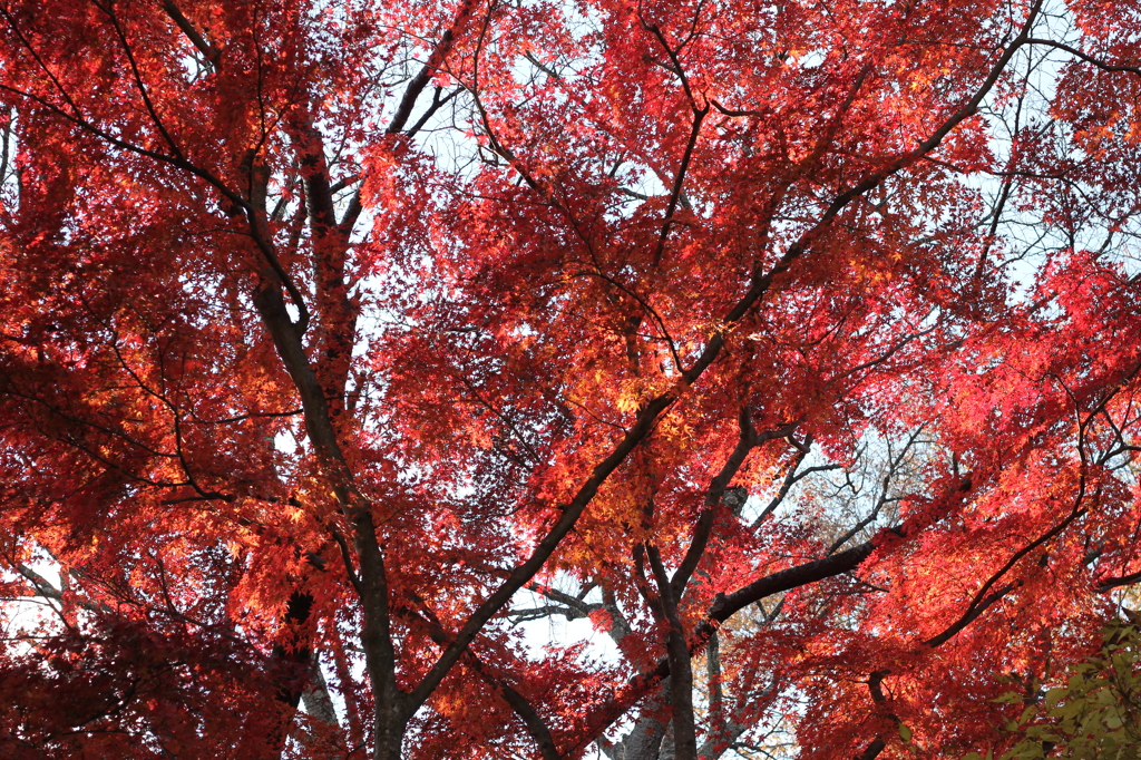 紅葉