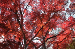 紅葉