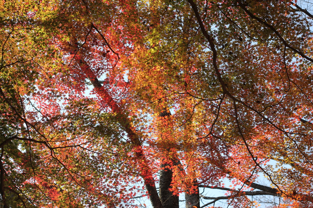 虹色紅葉