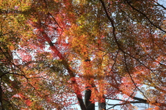 虹色紅葉