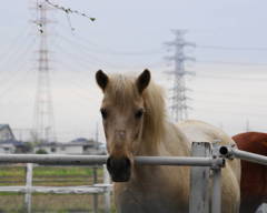 馬
