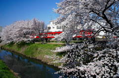 桜*二人歩記