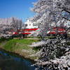 桜*二人歩記