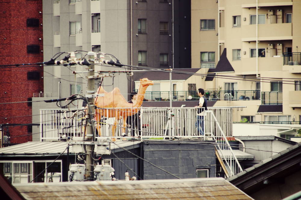ラクダと語らう