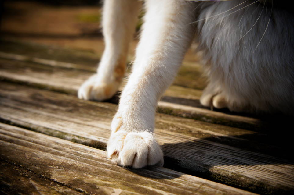 ねこのて