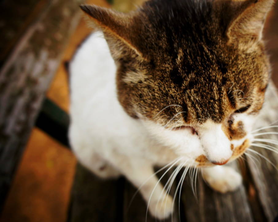 いつかの猫