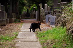墓地を歩く猫