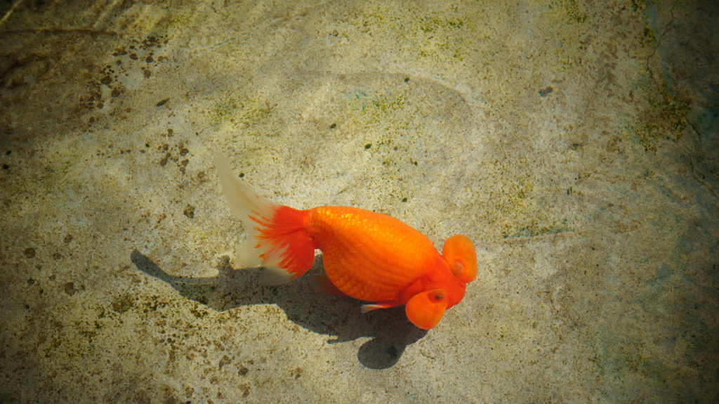 水のない金魚