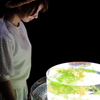 light pool