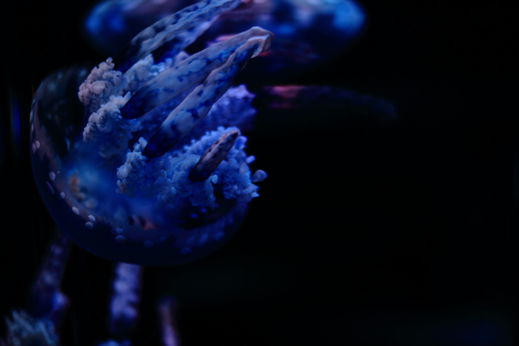 1/ｆ