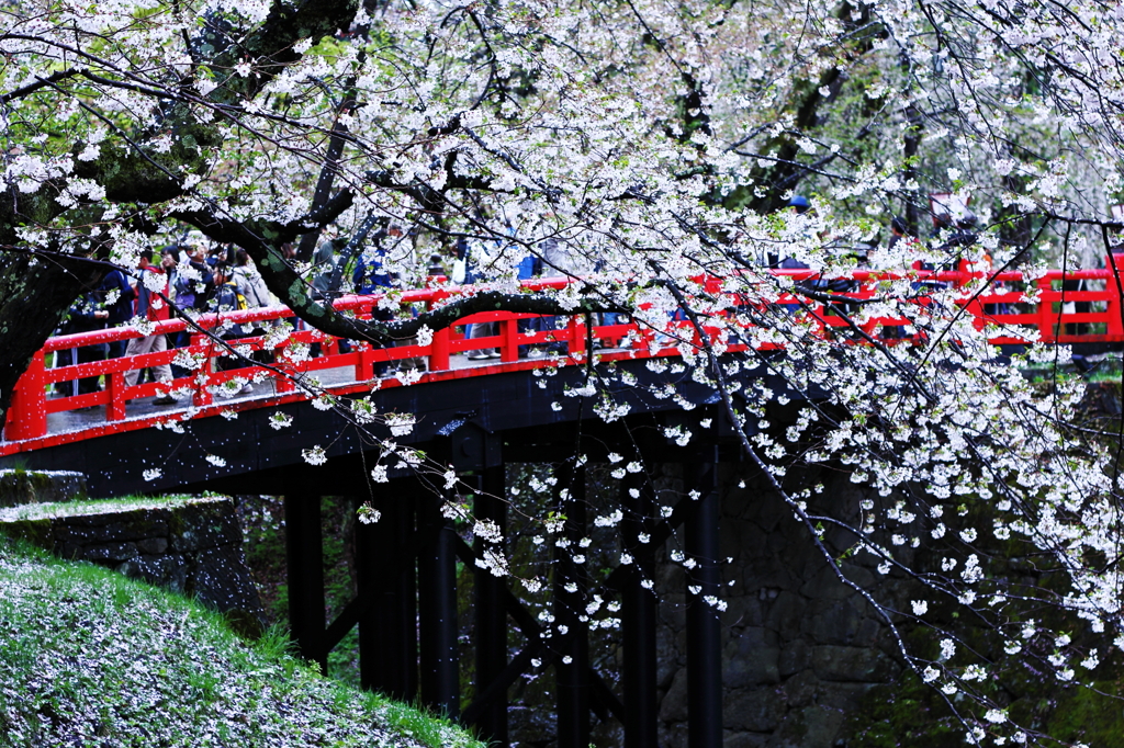 桜に濡れる