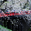 桜に濡れる