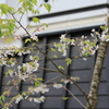 お屋敷に映える