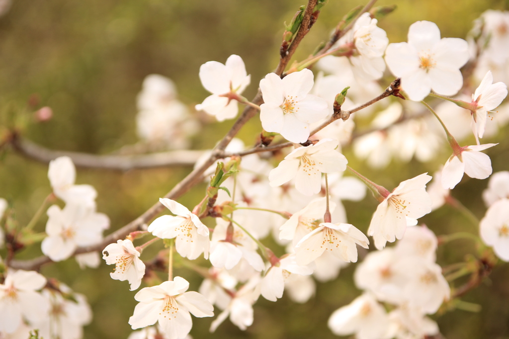 ハイキーな桜