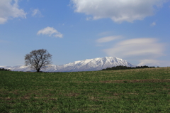 咲いていない一本桜