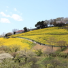 マザー牧場にて