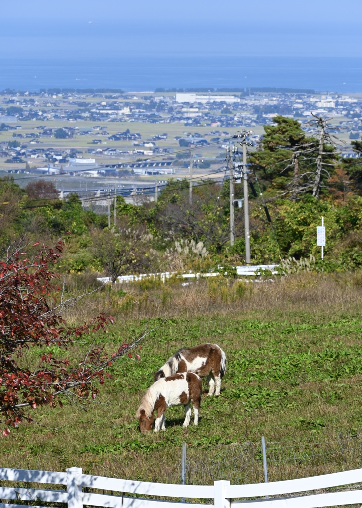牧場の秋