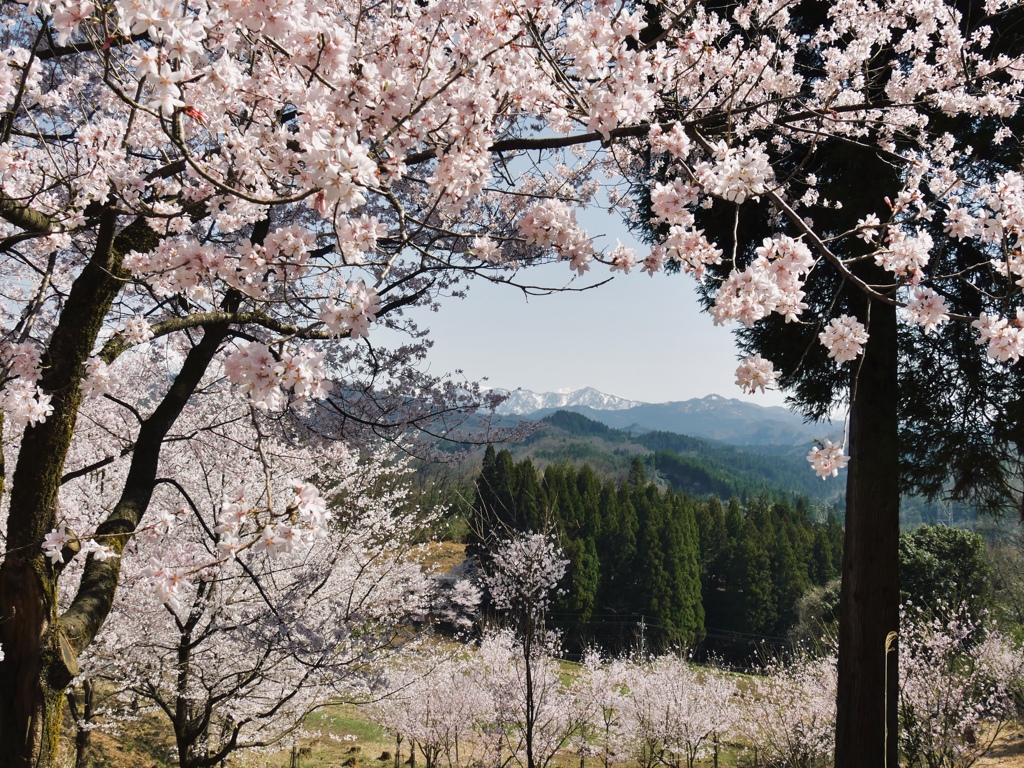 桜の窓から