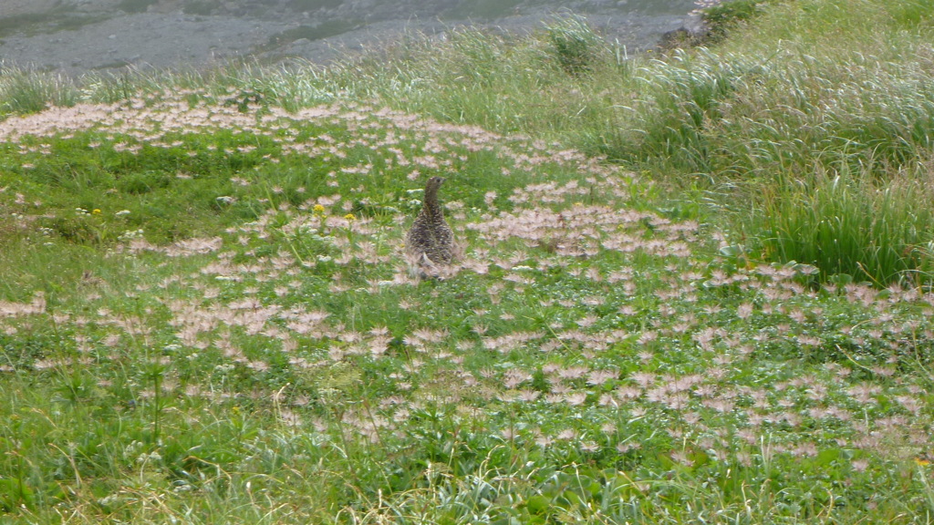 お花畑の雷鳥さん