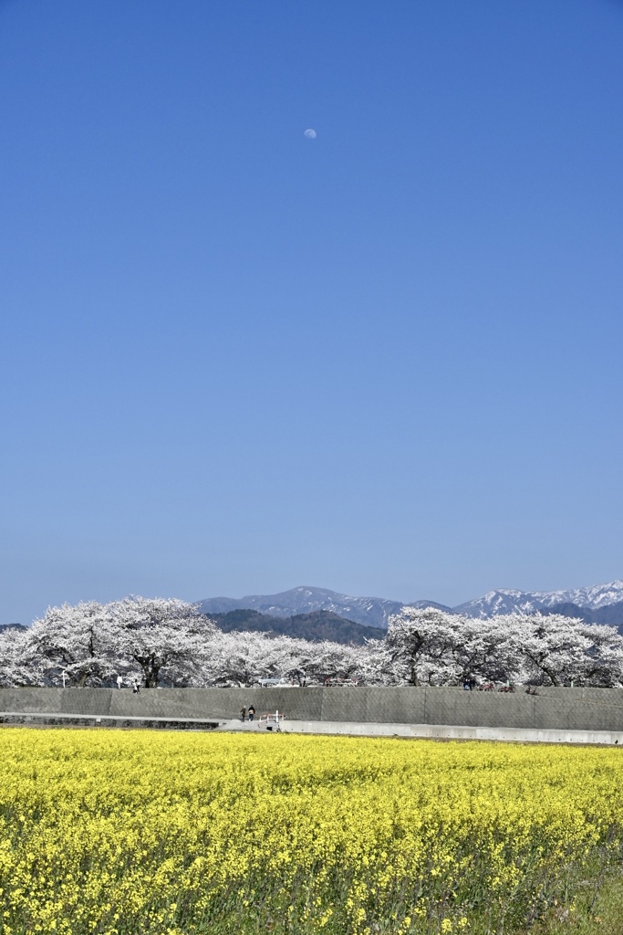 お昼の月