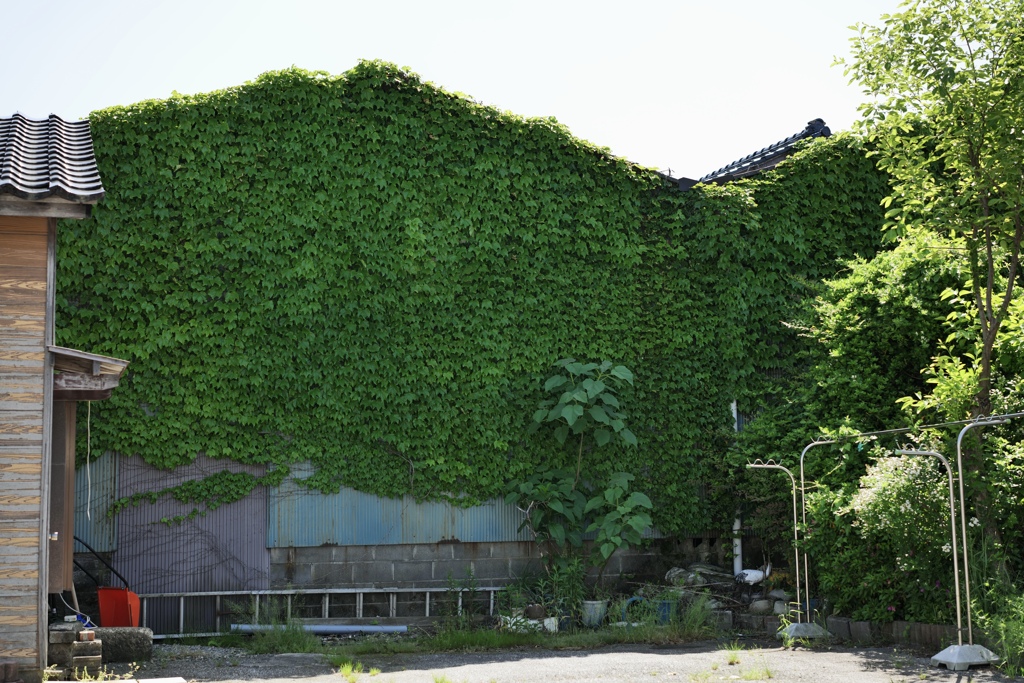 ツタ生い茂っています
