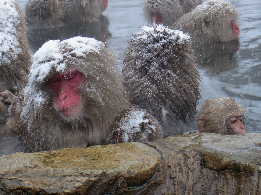 いい湯だな