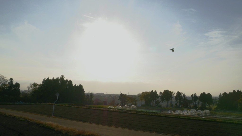 鳥たちが夕ごはんを探し回っていた　トンビ篇