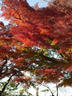 ある秋晴れの日、紅葉を見に