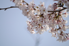 桜１