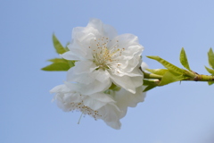 桃4