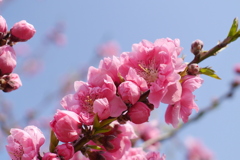桃1