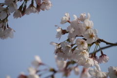 桜５