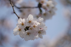 桜２