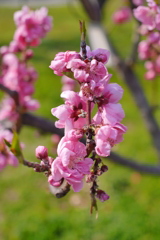桃5