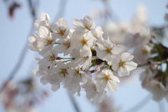 桜３