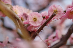 大阪城公園の梅林5