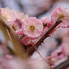 大阪城公園の梅林5