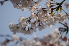 桜４