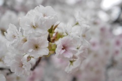 桜