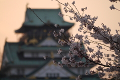 桜と大阪城
