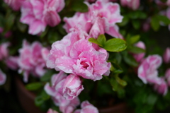 お花